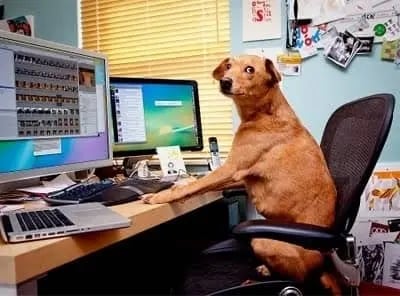 A dog typing on the keyboard