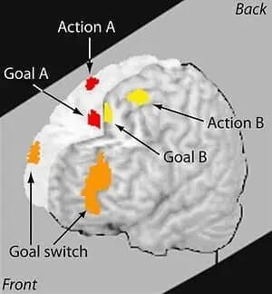 Brain imaging while performing several tasks simultaneously