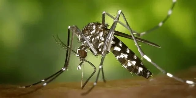 Комар сидить на шкірі людини