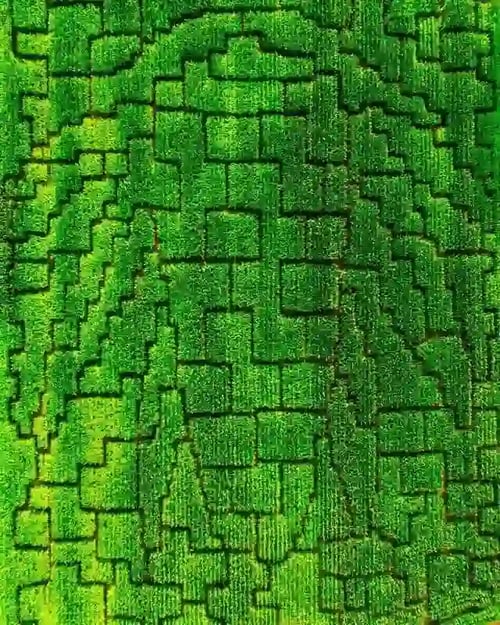 Zielony dywan 