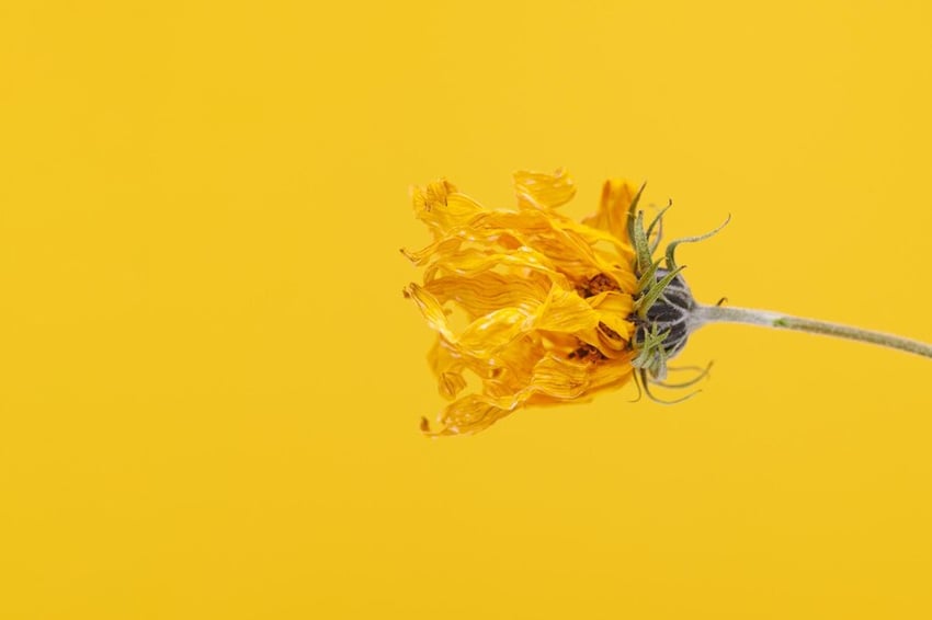 Зів'яла жовта квітка на помаранчевому фоні 